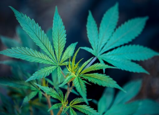 Photo Cannabis dispensary
